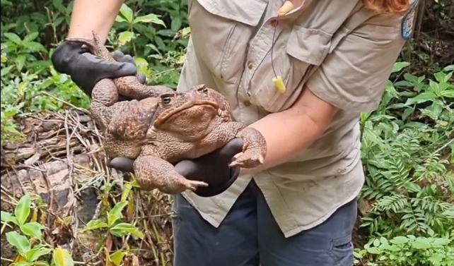 Sapo com quase três quilos encontrado em Queensland