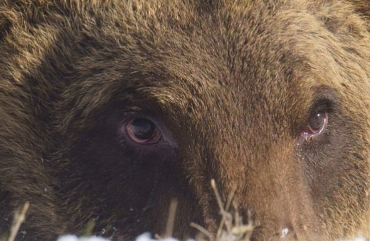 Itália. Urso de espécie rara morre atropelado