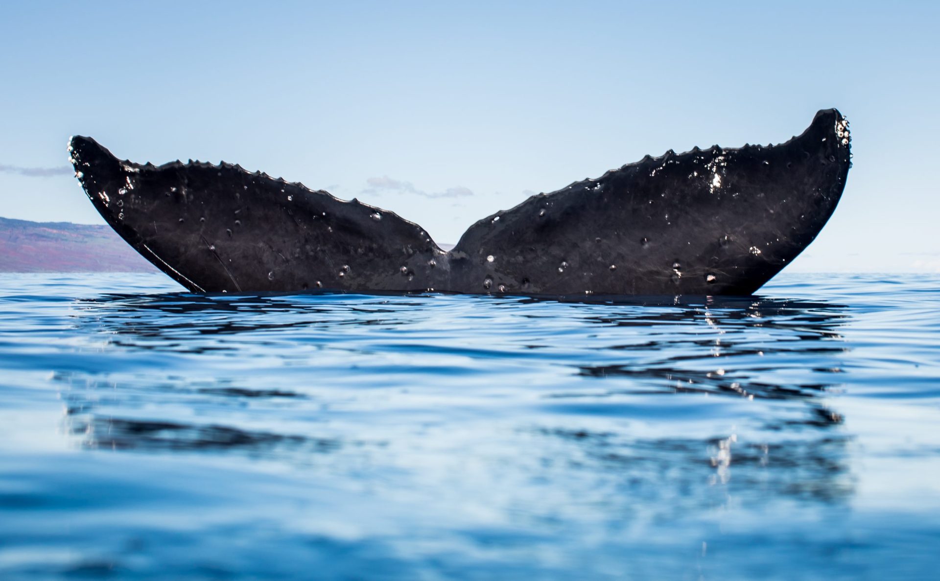 Sismo. Seis baleias mortas deram à costa no Chipre