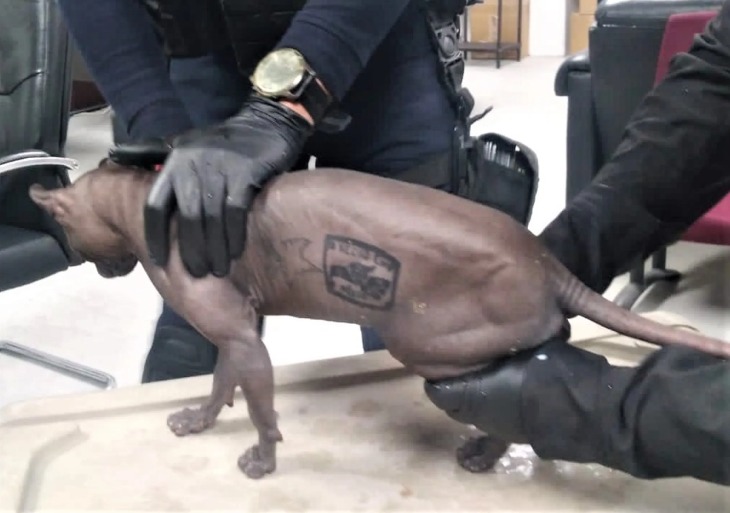 México. Gato tatuado encontrado em prisão está para adoção