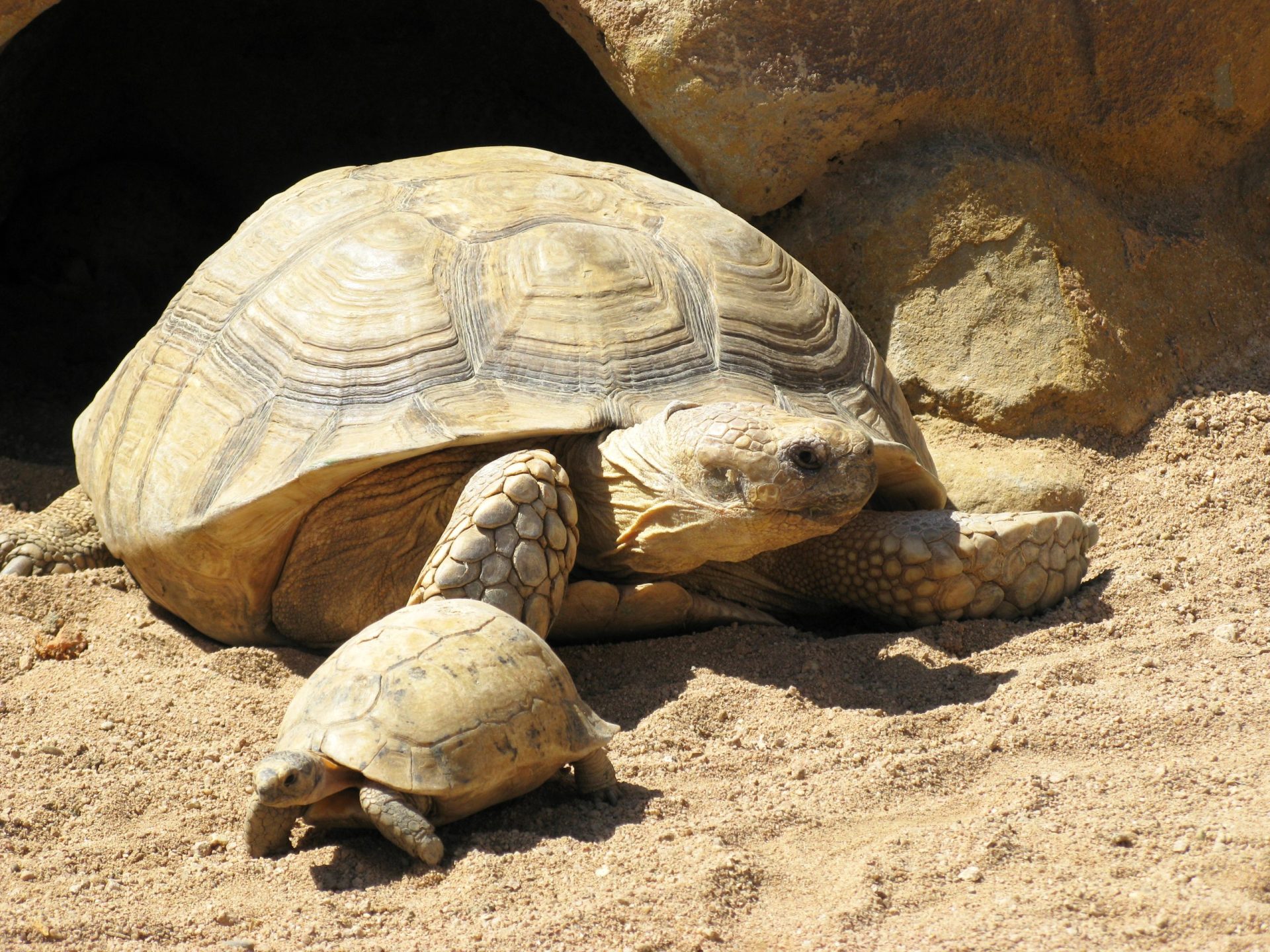 Arizona. Três centenas de tartarugas do deserto esperam para ser adotadas