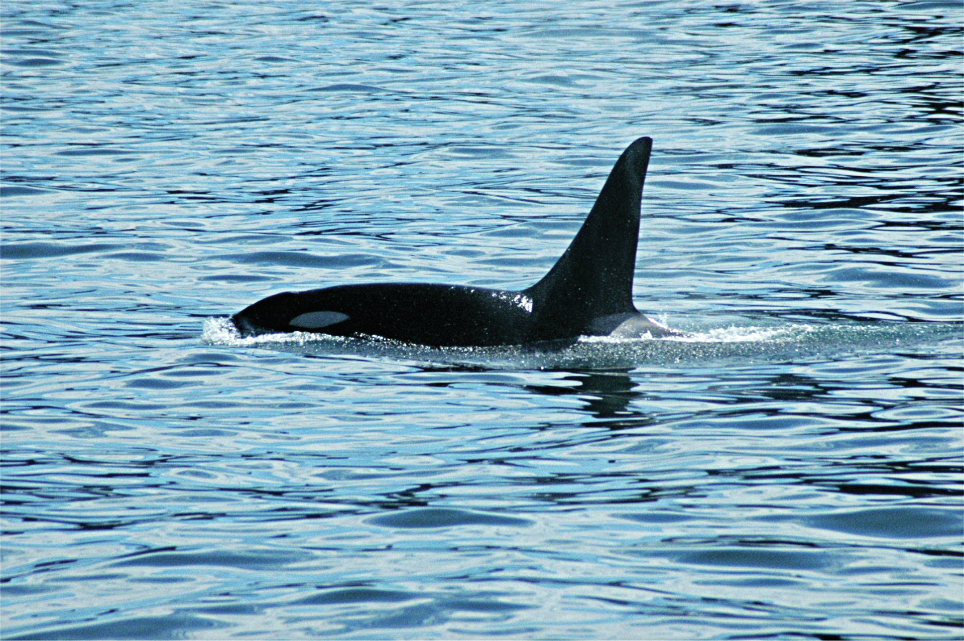 Grupo de orcas ataca veleiro em Sesimbra