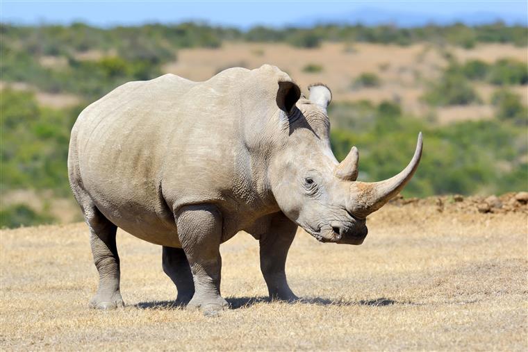 Moçambicano condenado a 18 anos por caça de rinoceronte na África do Sul