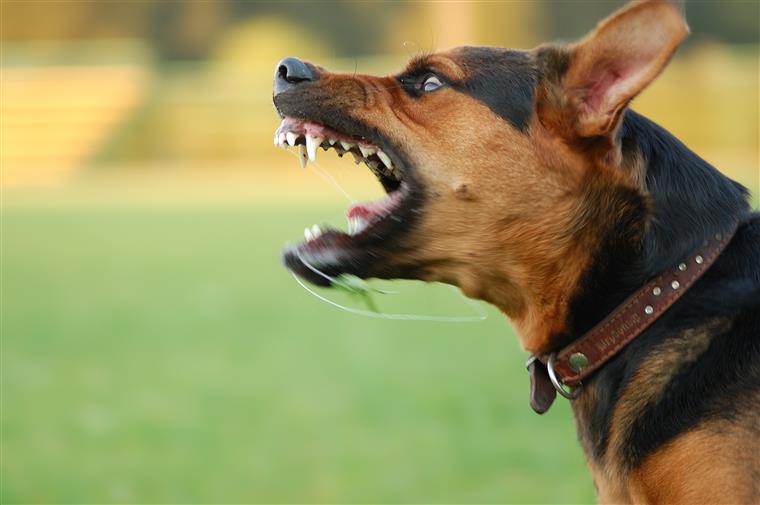 Quatro feridos em ataque de cães no Reino Unido