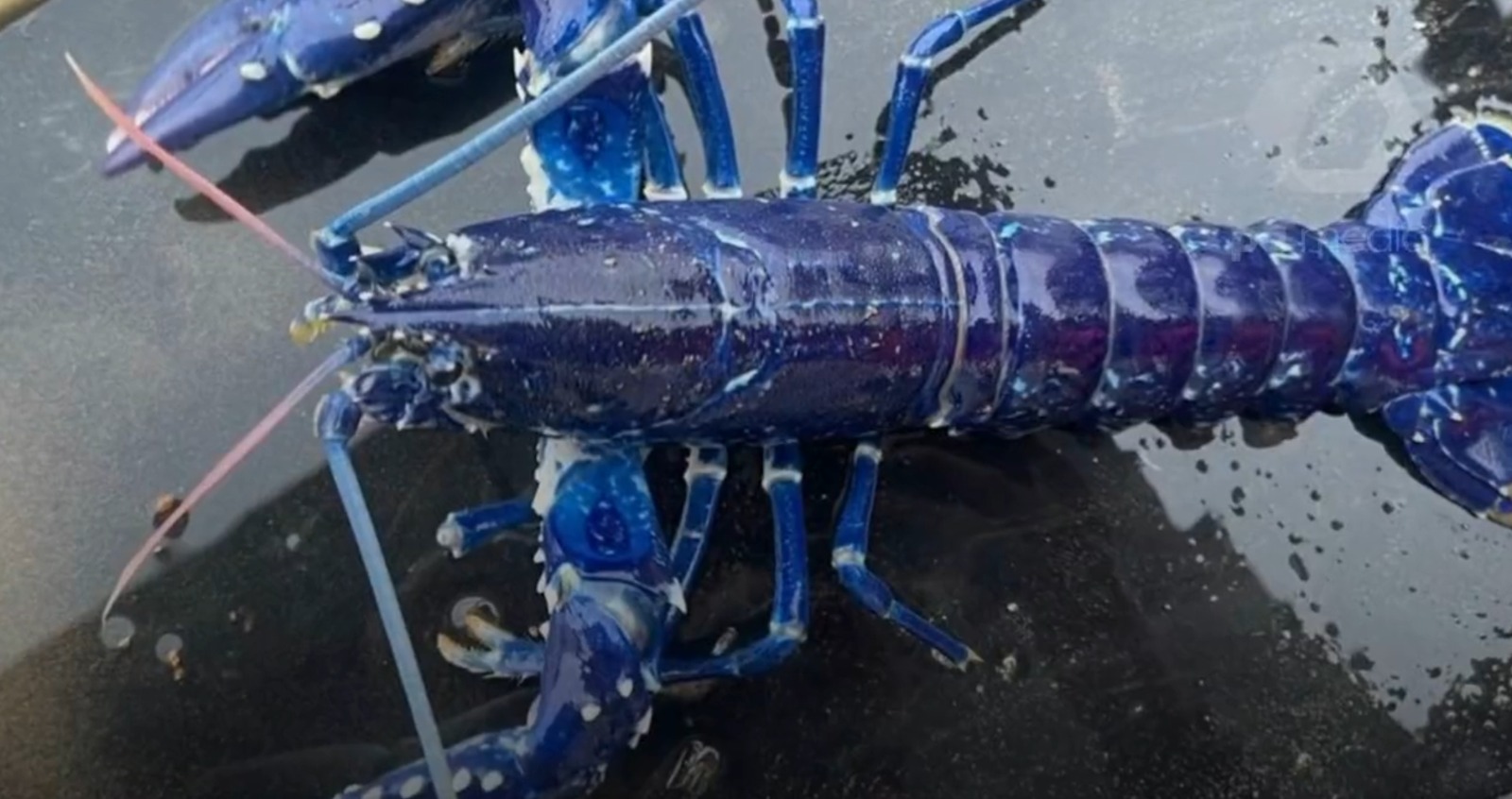 Pescador encontra lagosta azul na Irlanda