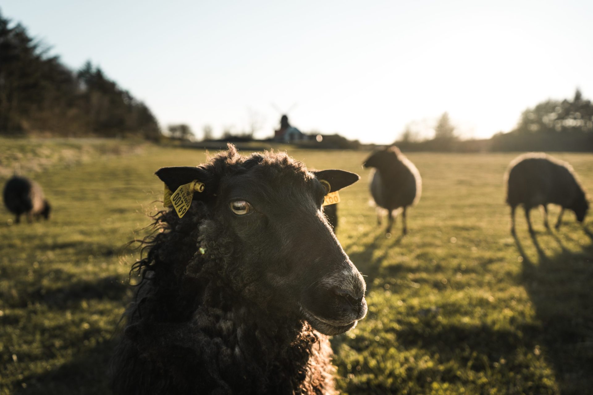 Suíça. Português detido por violar ovelhas e cabras