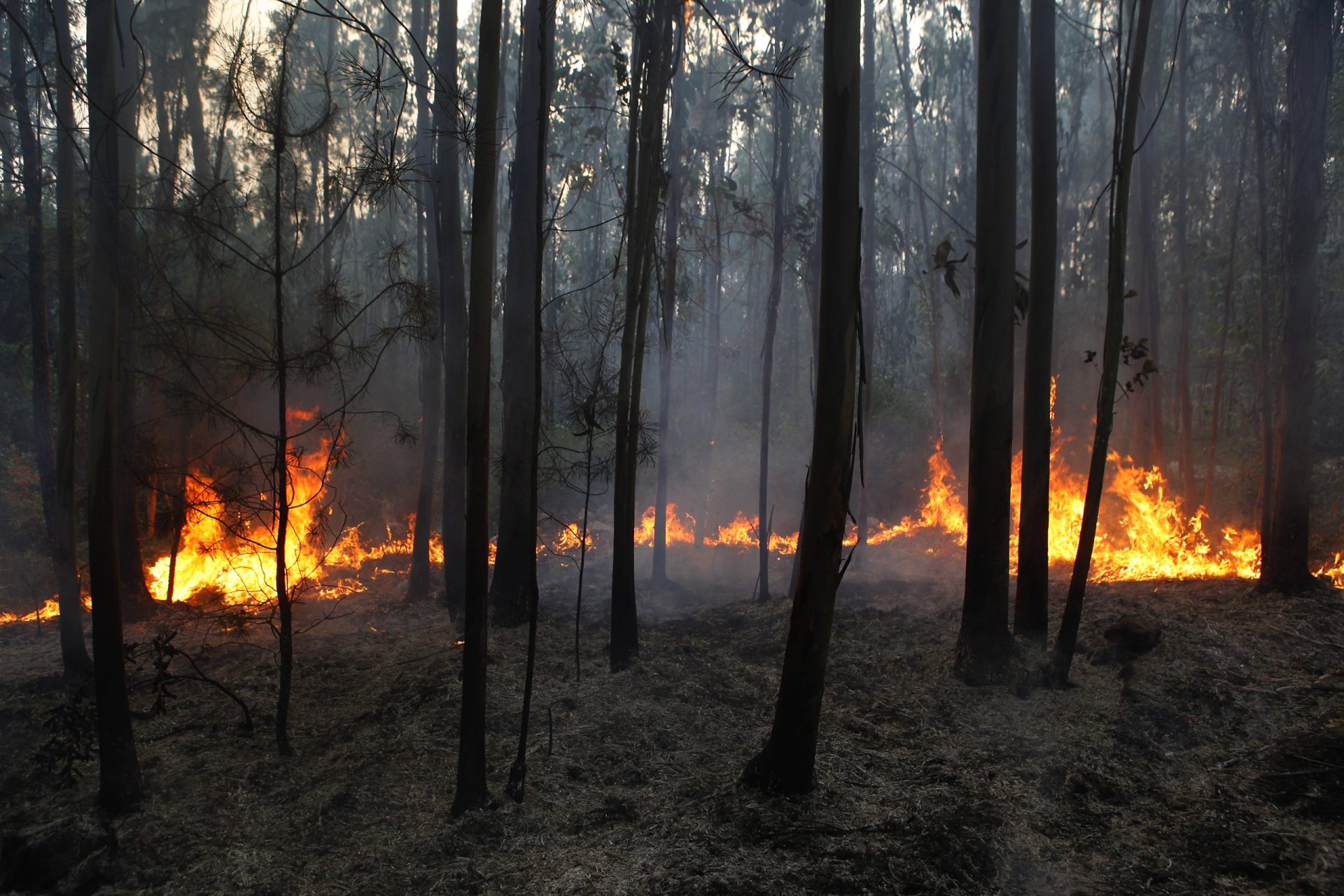 GNR já deteve 34 pessoas por crime de incêndio este ano