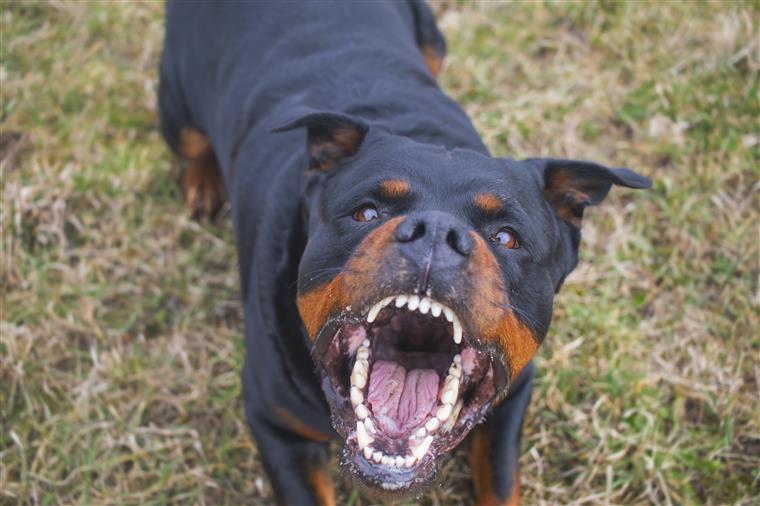 Lisboa. Mulher atacada por cinco cães pit bull