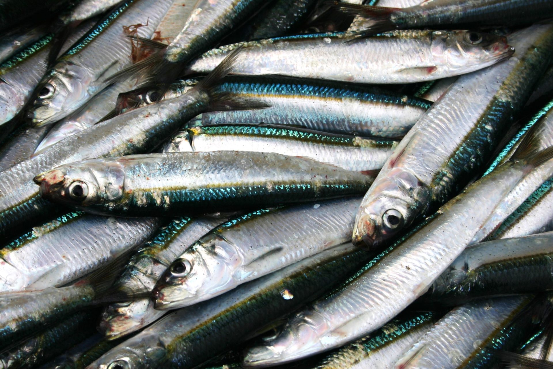 Matosinhos. Centenas de peixes mortos dão à costa em praia