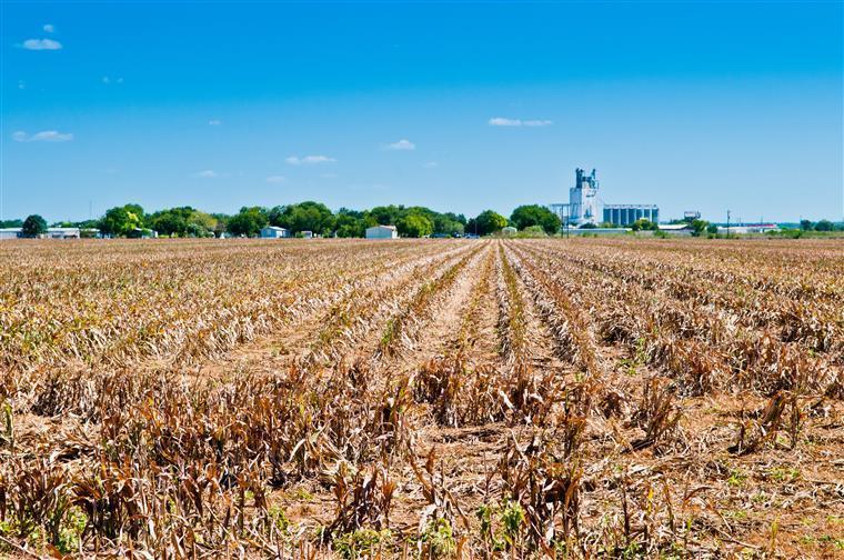 Ministra da Agricultura admite que seca já afeta 40% do território do país