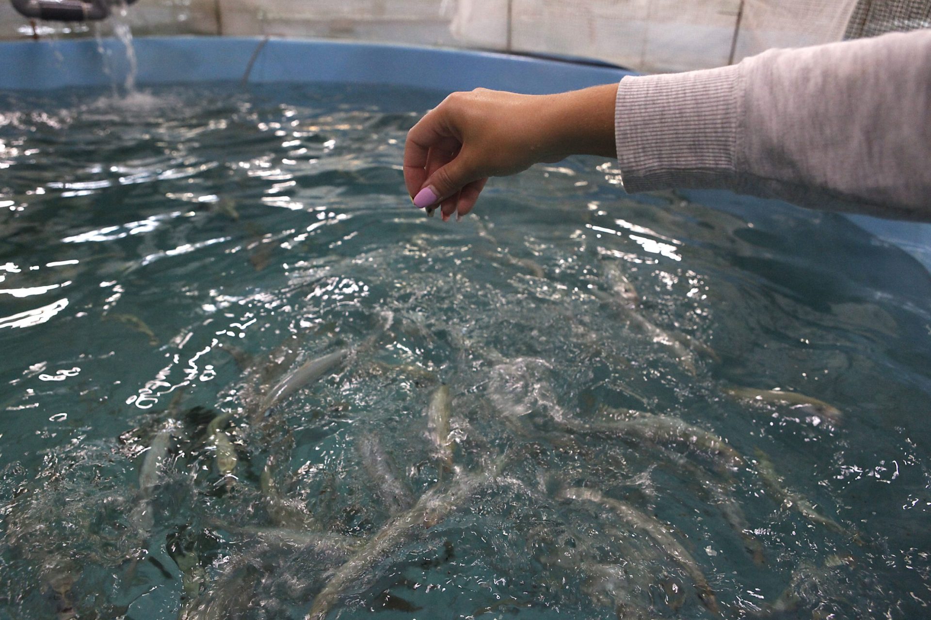 Aquacultura. Sardinhas já vão na 2.ª geração nascida em cativeiro em Olhão