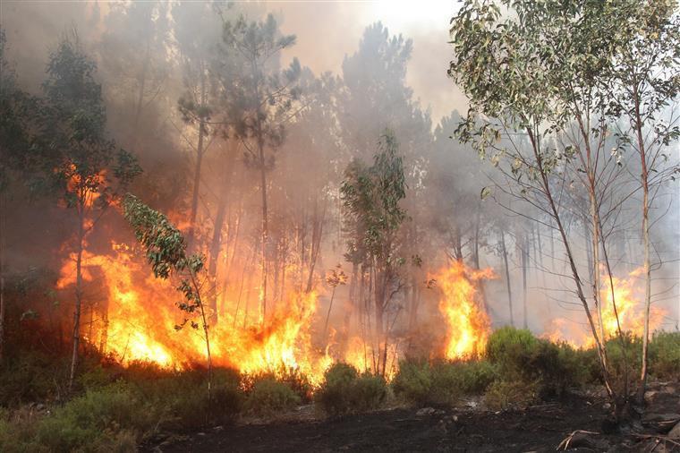 Portalegre. Mais de 100 operacionais combatem fogo em Marvão