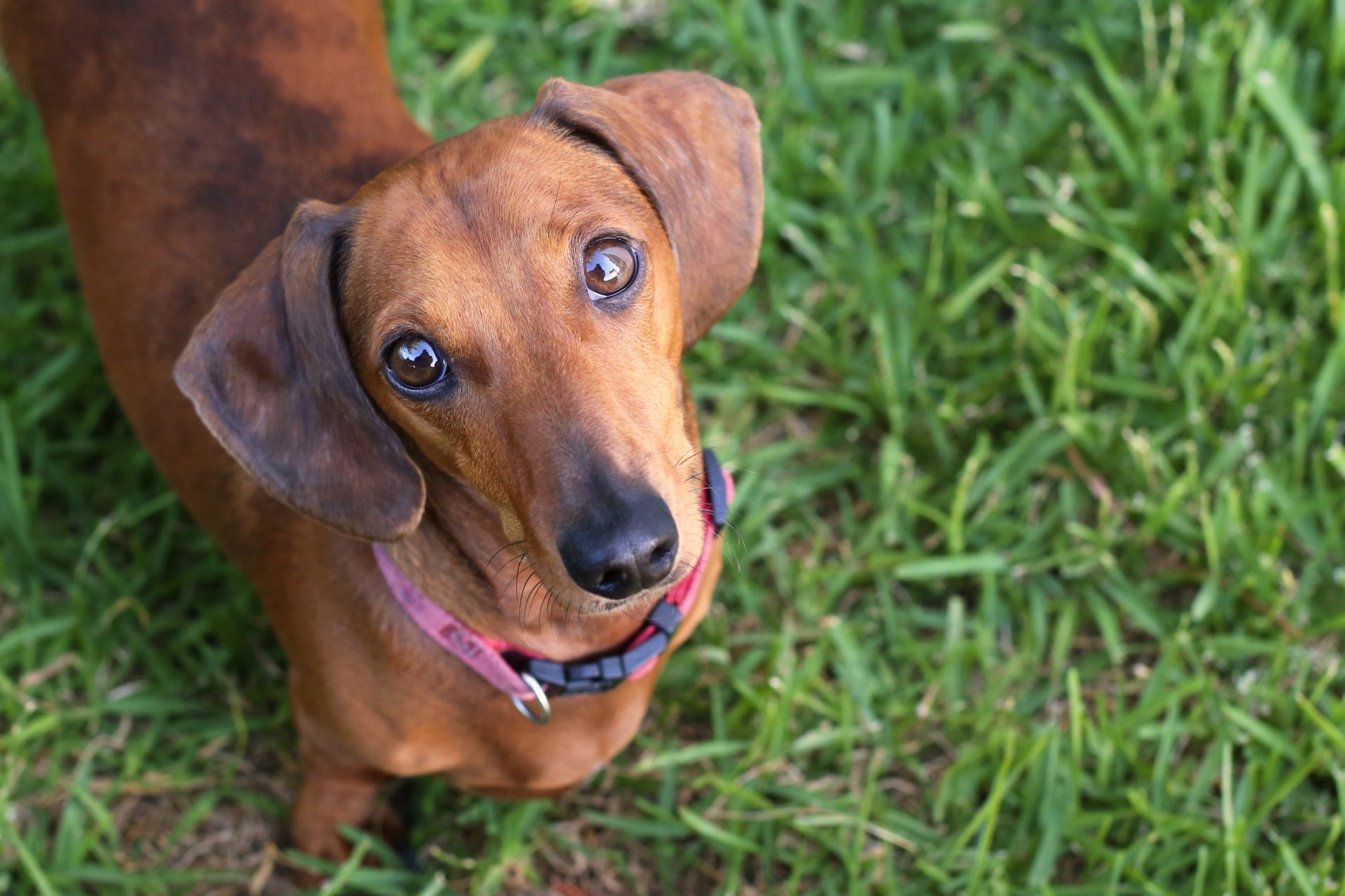 84 arguidos em processo de falsa vacinação de cães