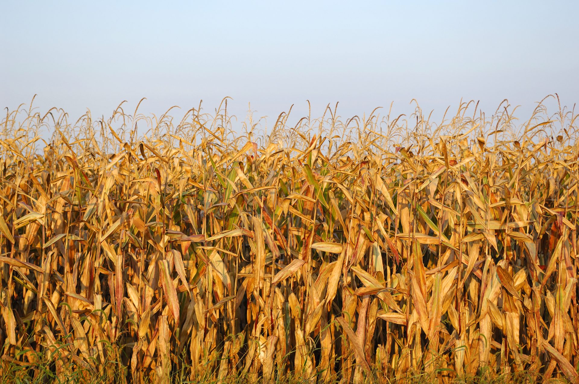 Área cultivada com milho geneticamente modificado diminui