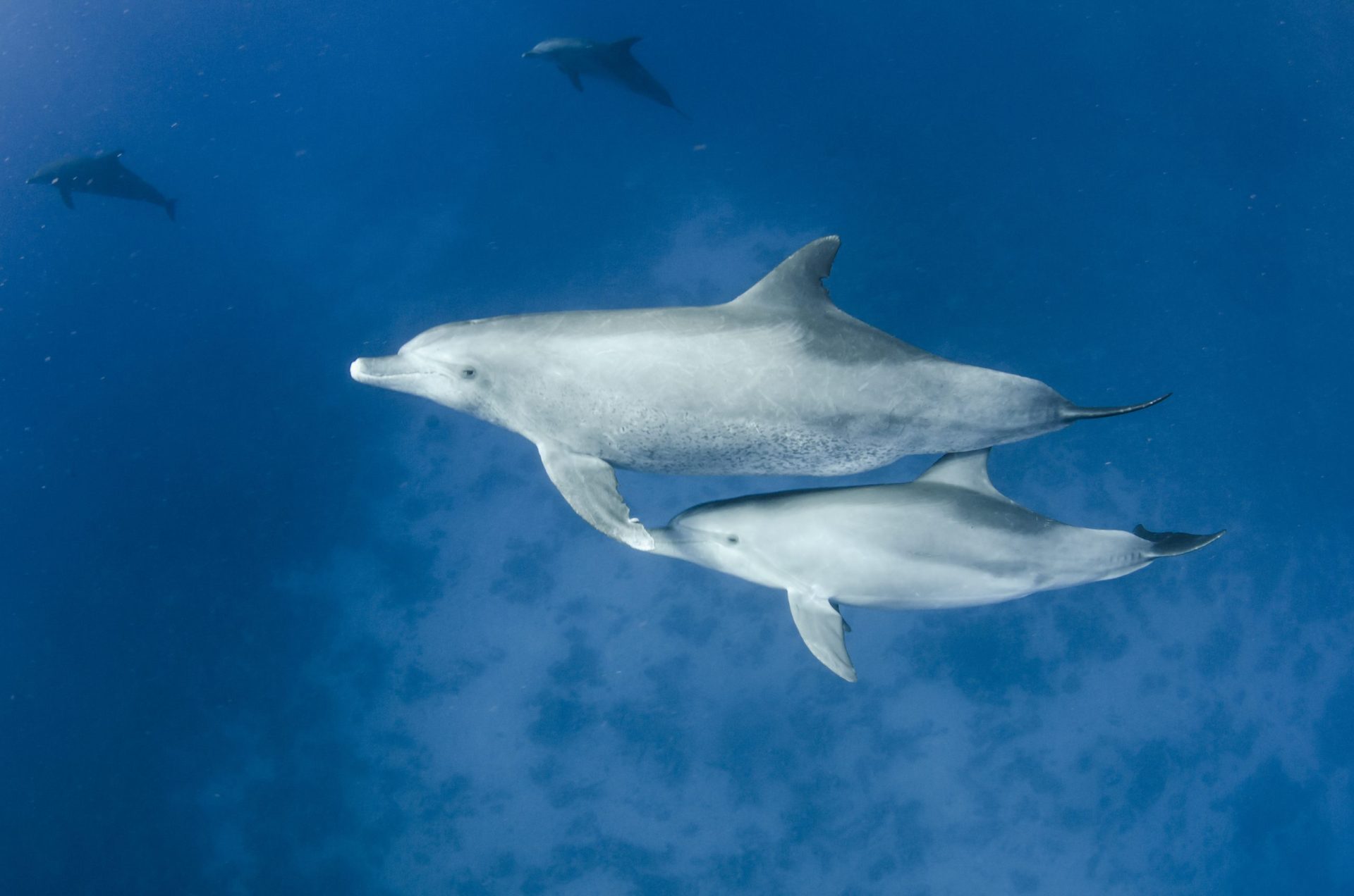 Baleias e golfinhos conquistam estatuto de “pessoas jurídicas” no Pacífico