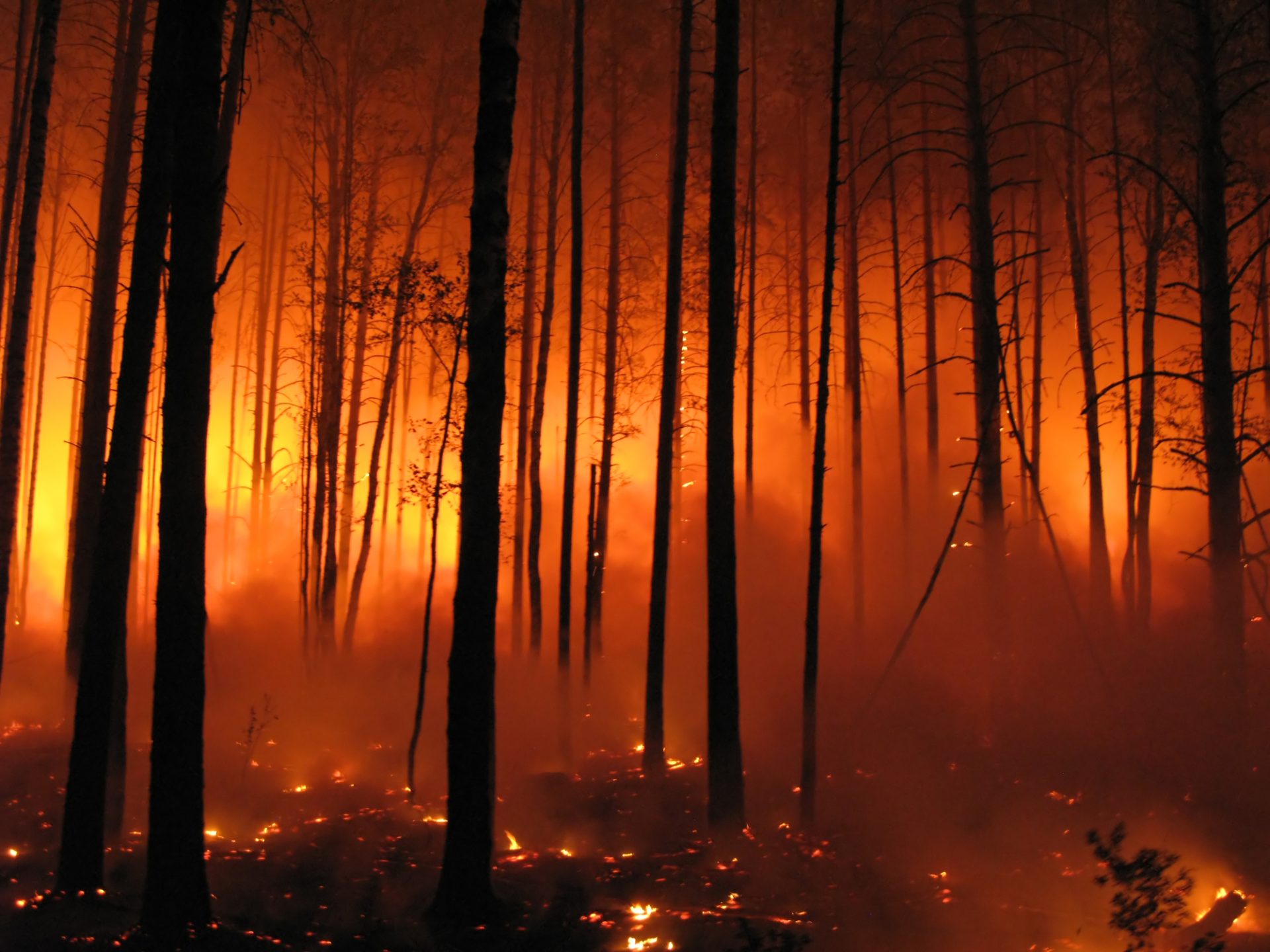 Dois meios aéreos e vários operacionais combatem incêndio em Serra de Aire