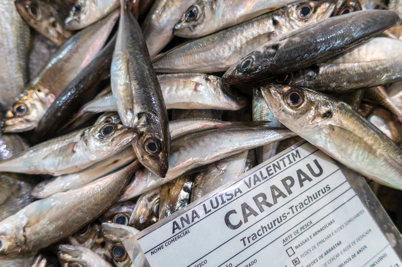 Já não se pode pescar carapau a partir desta terça-feira