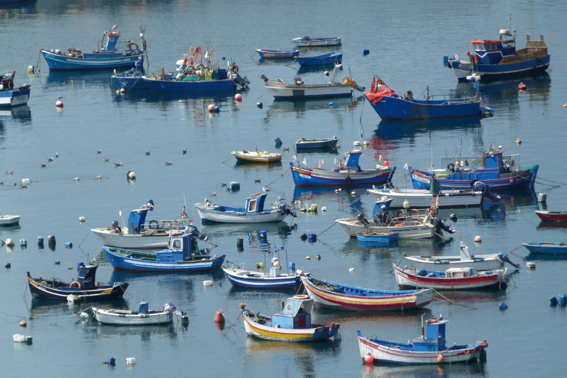 Governo anuncia que já se pode voltar a pescar sardinhas