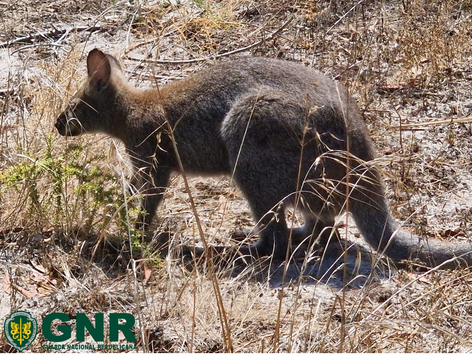 Canguru que andava à solta em Almada foi capturado