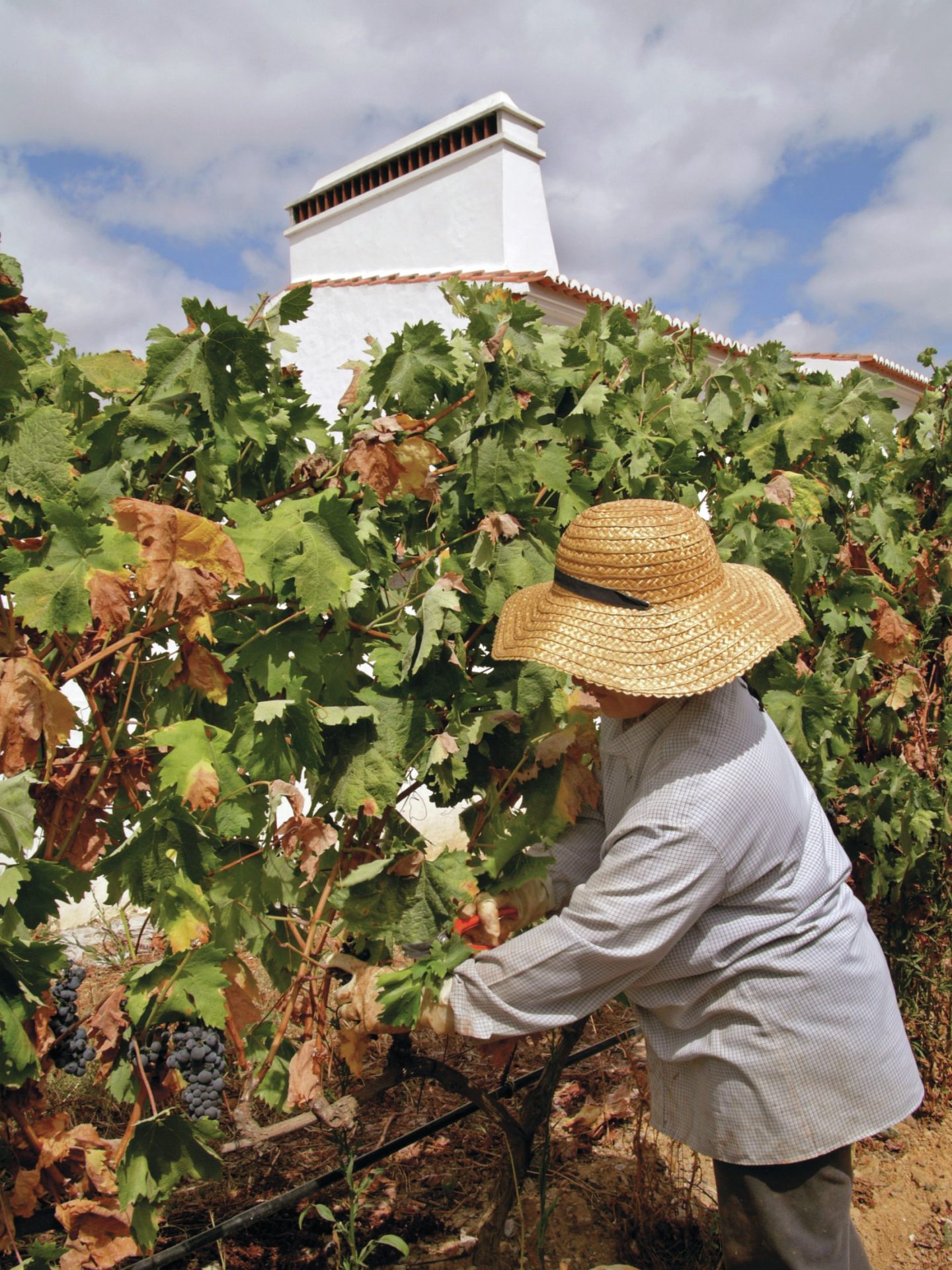 Curiosidades e mitos. Sabe tudo sobre vinhos?