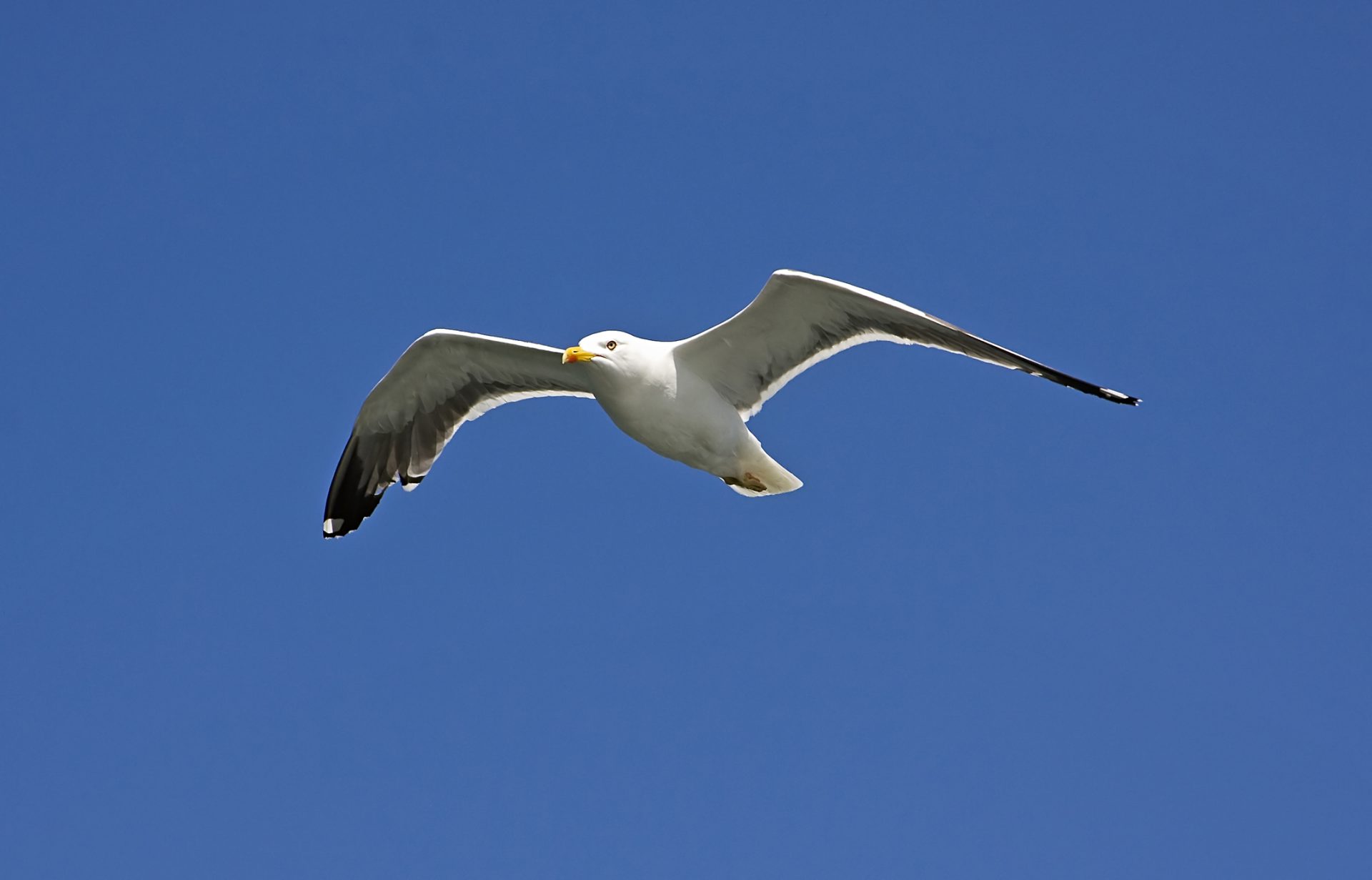 DGAV deteta gripes das Aves detetada nas gaivotas de Aveiro e Leiria