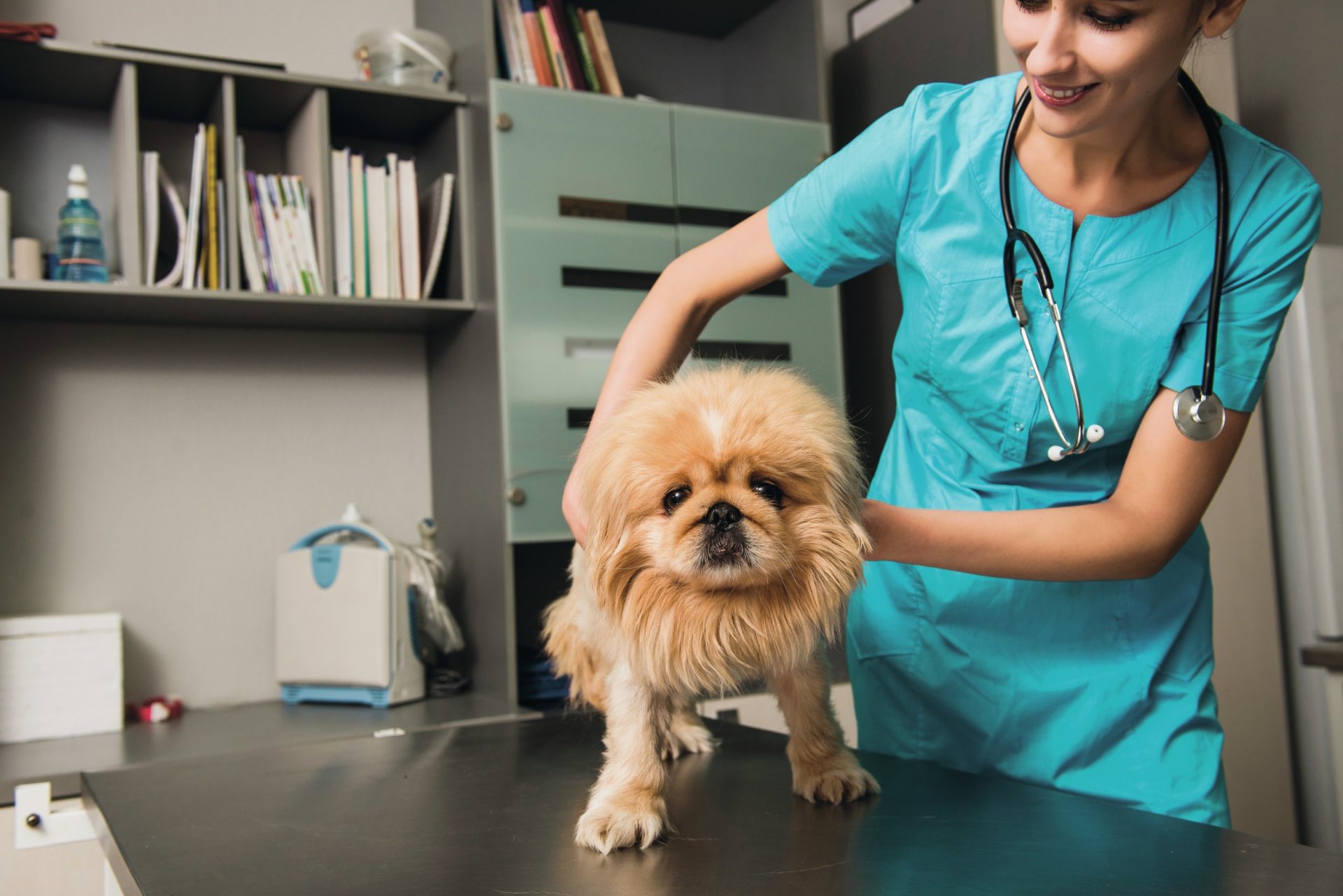 Animais de estimação. As despesas, as modas e os negócios