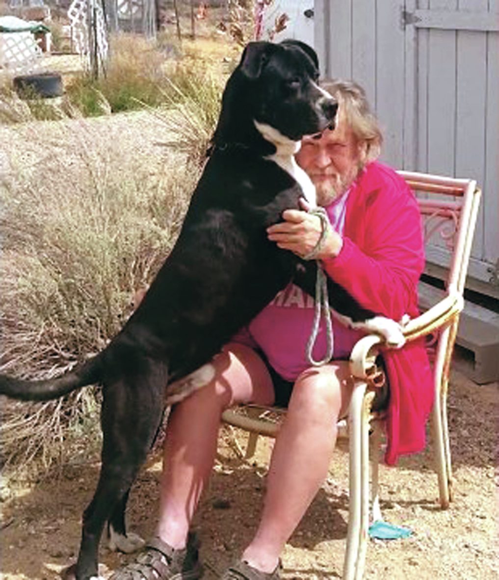 Cão, o melhor amigo do Homem. Fiéis, companheiros e protetores