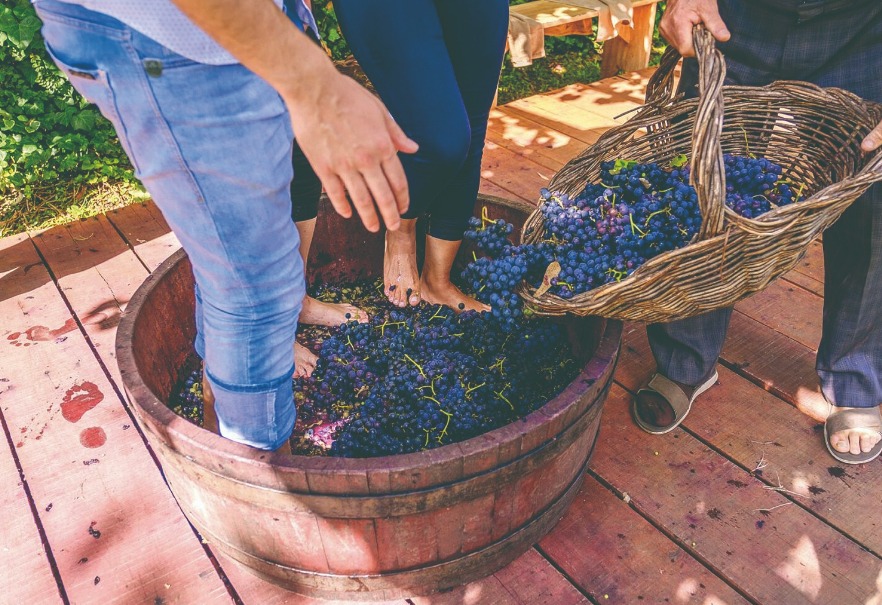 Enoturismo. A experiência única de “meter o pé na uva”