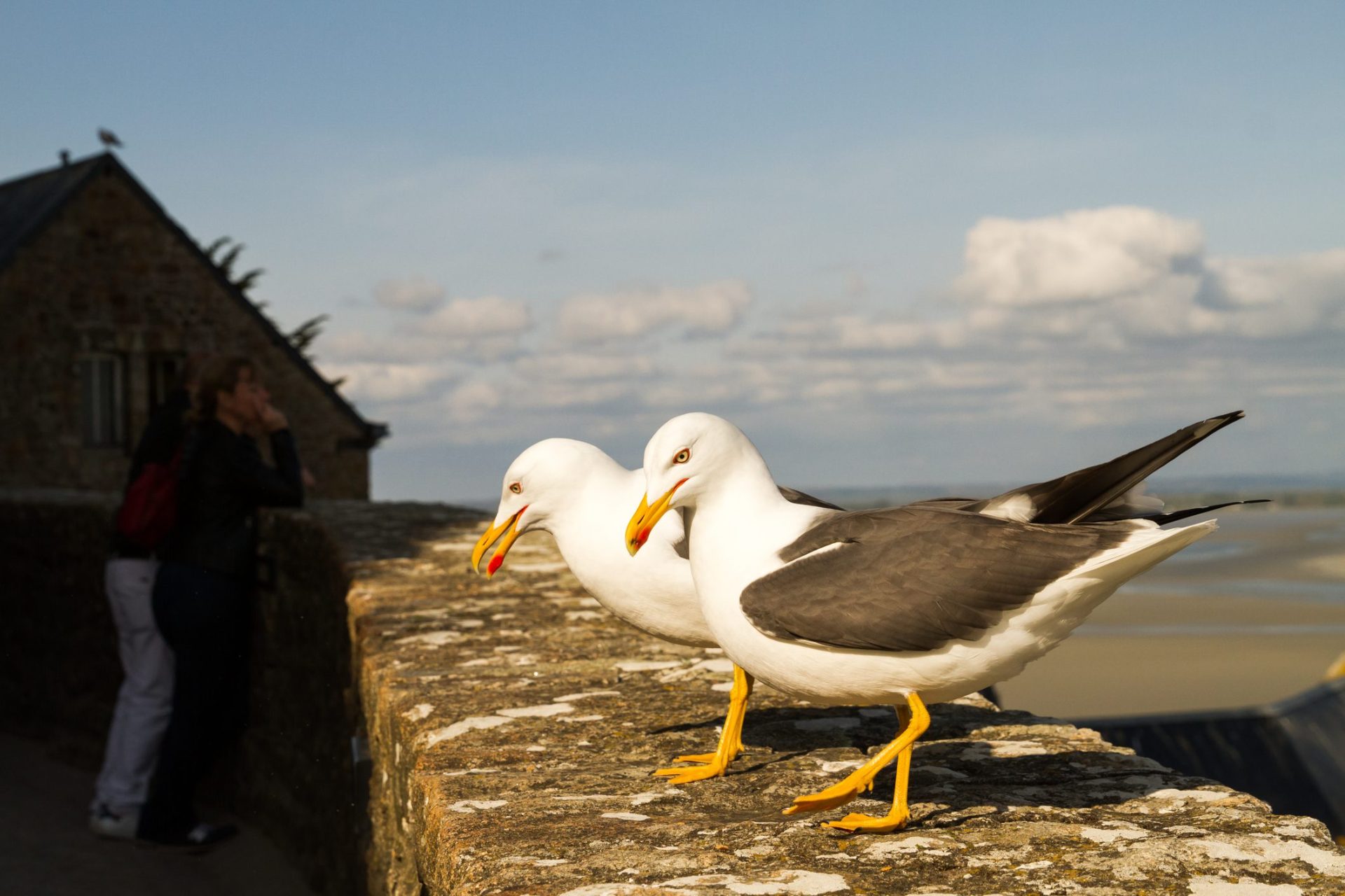 Aveiro e Faro. Detetada Gripe das aves em gaivotas