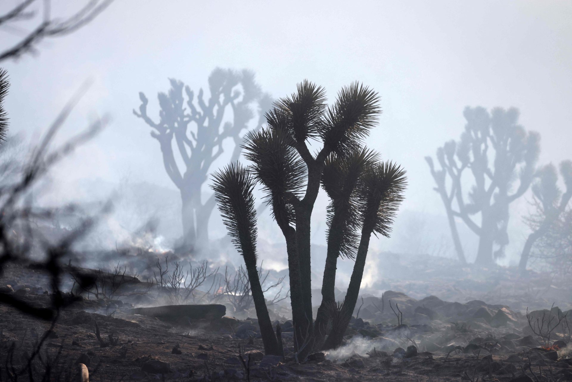 EUA. Los Angeles declara Estado de emergência