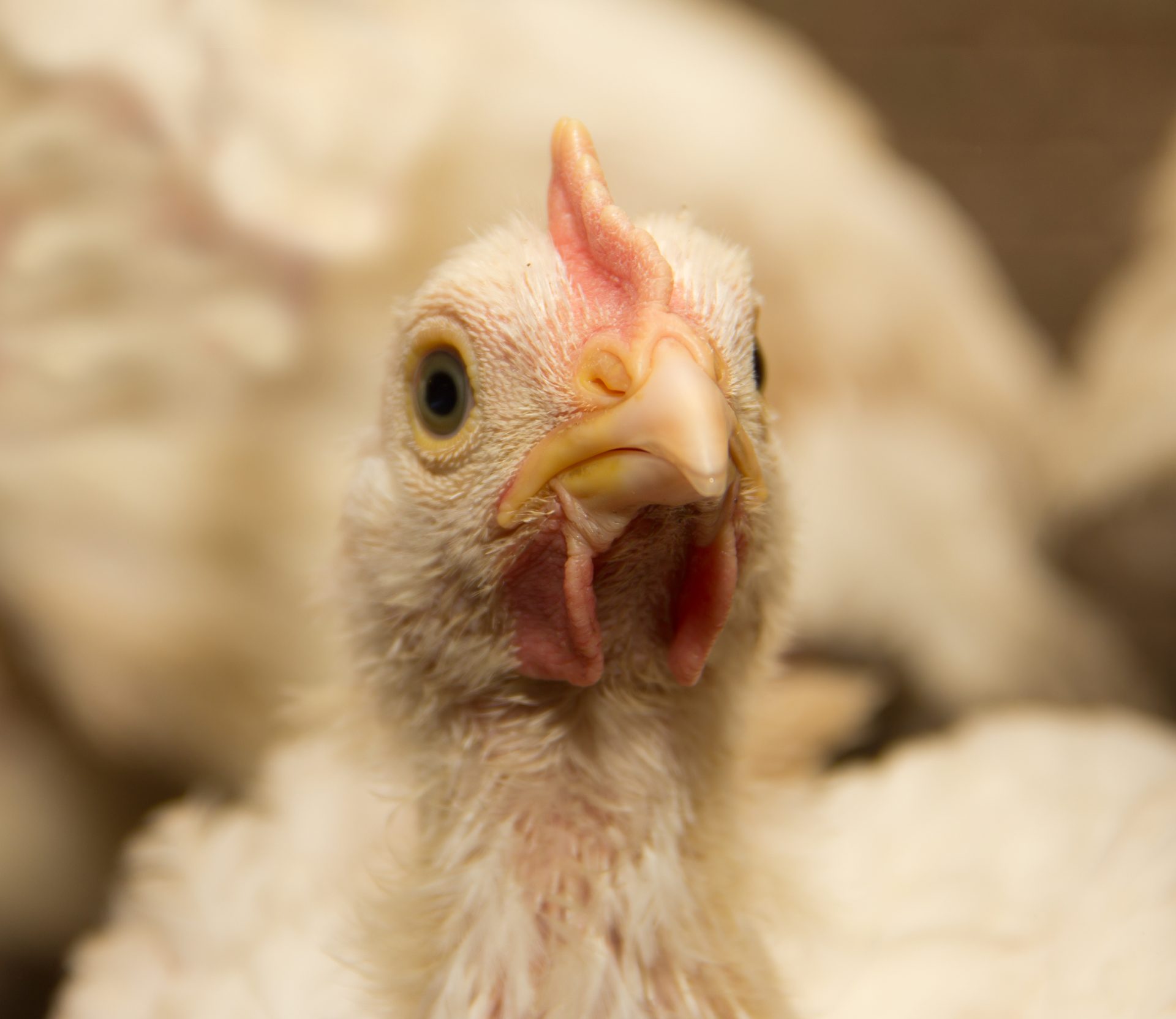 Óbidos.17 feridos em Intoxicação química em matadouro de aves