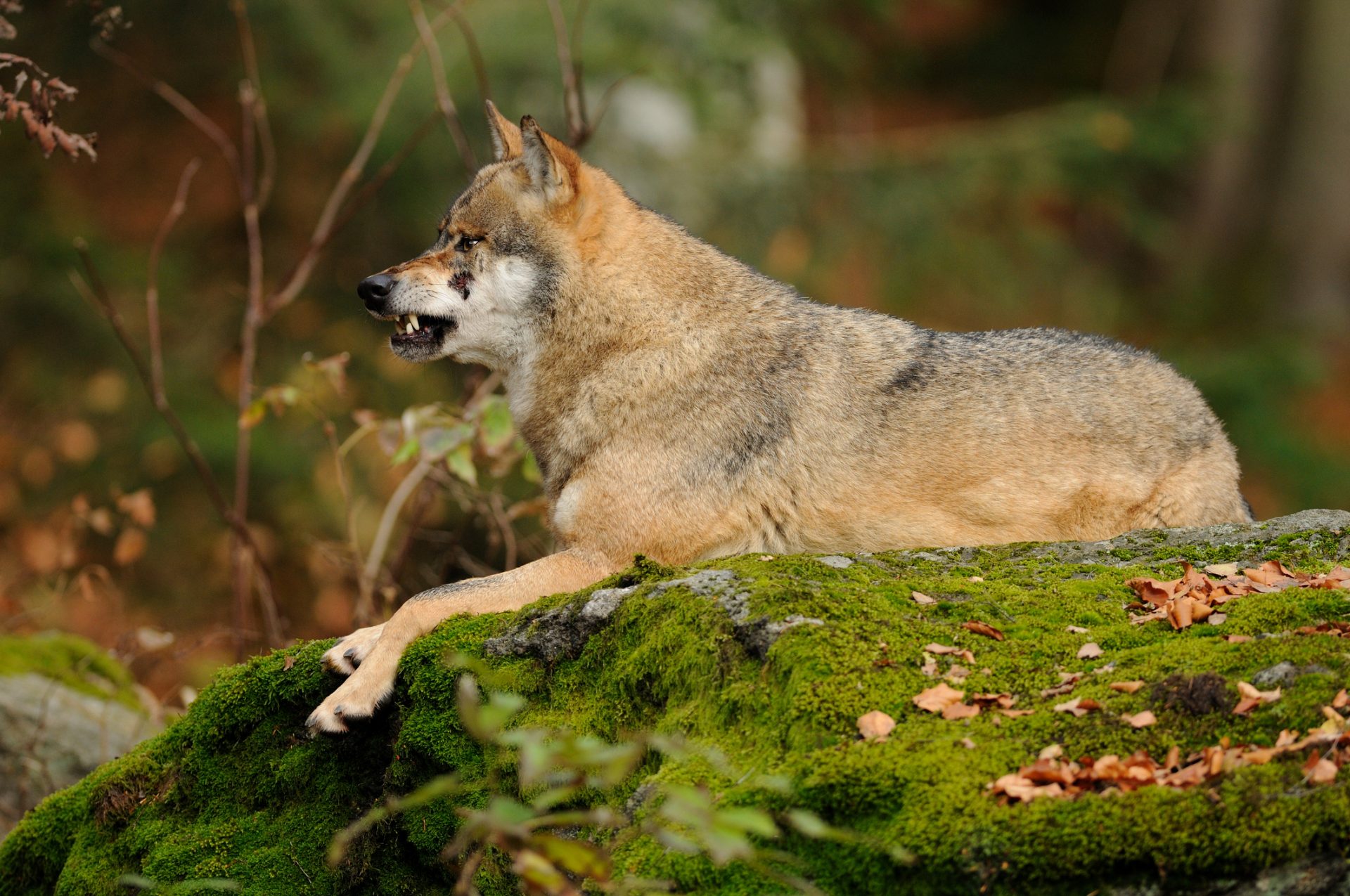 Comissão Europeia irá pedir redução de proteção do lobo