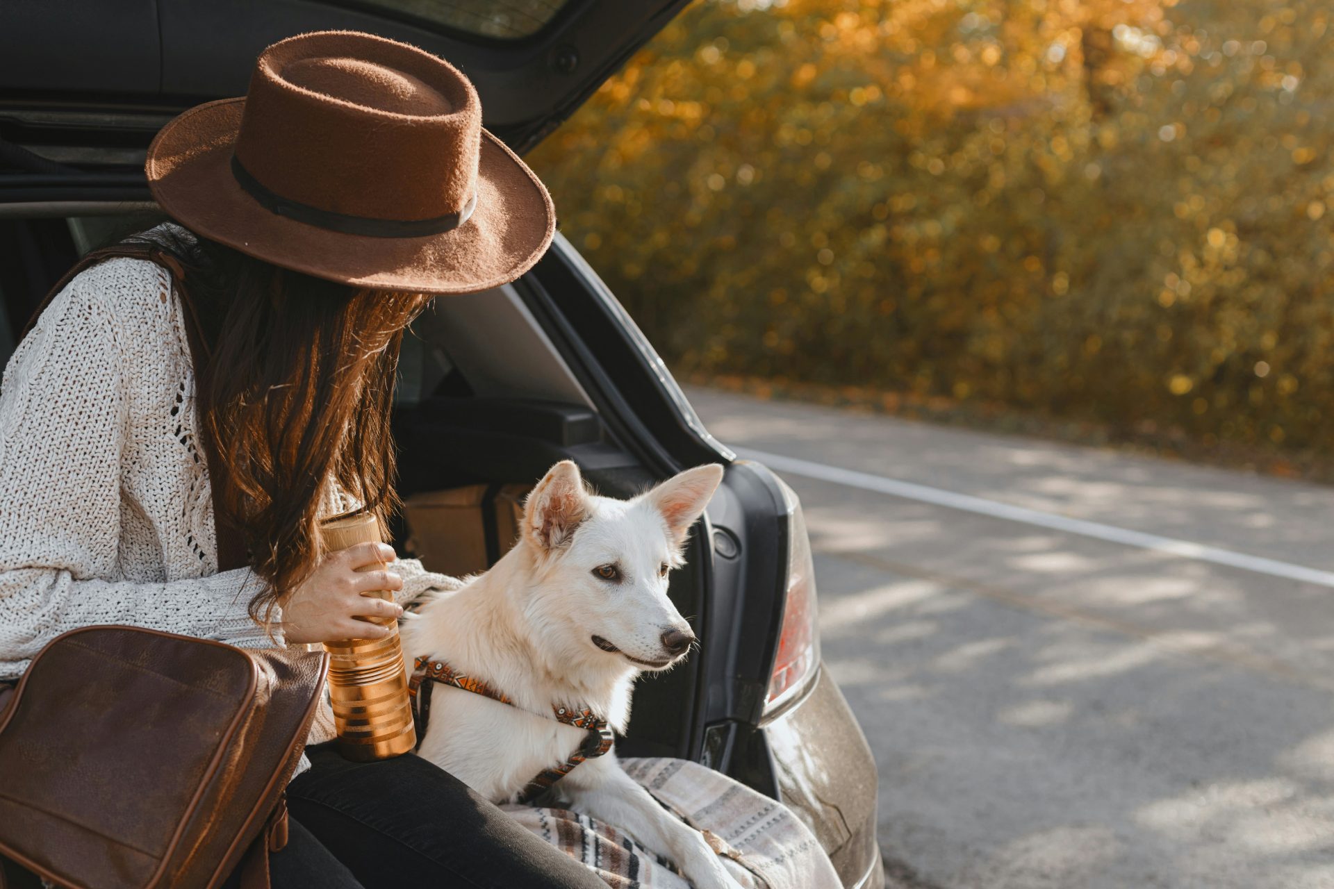 Faça a mala e pegue na coleira: Melhores cidades portuguesas para visitar com animais de estimação