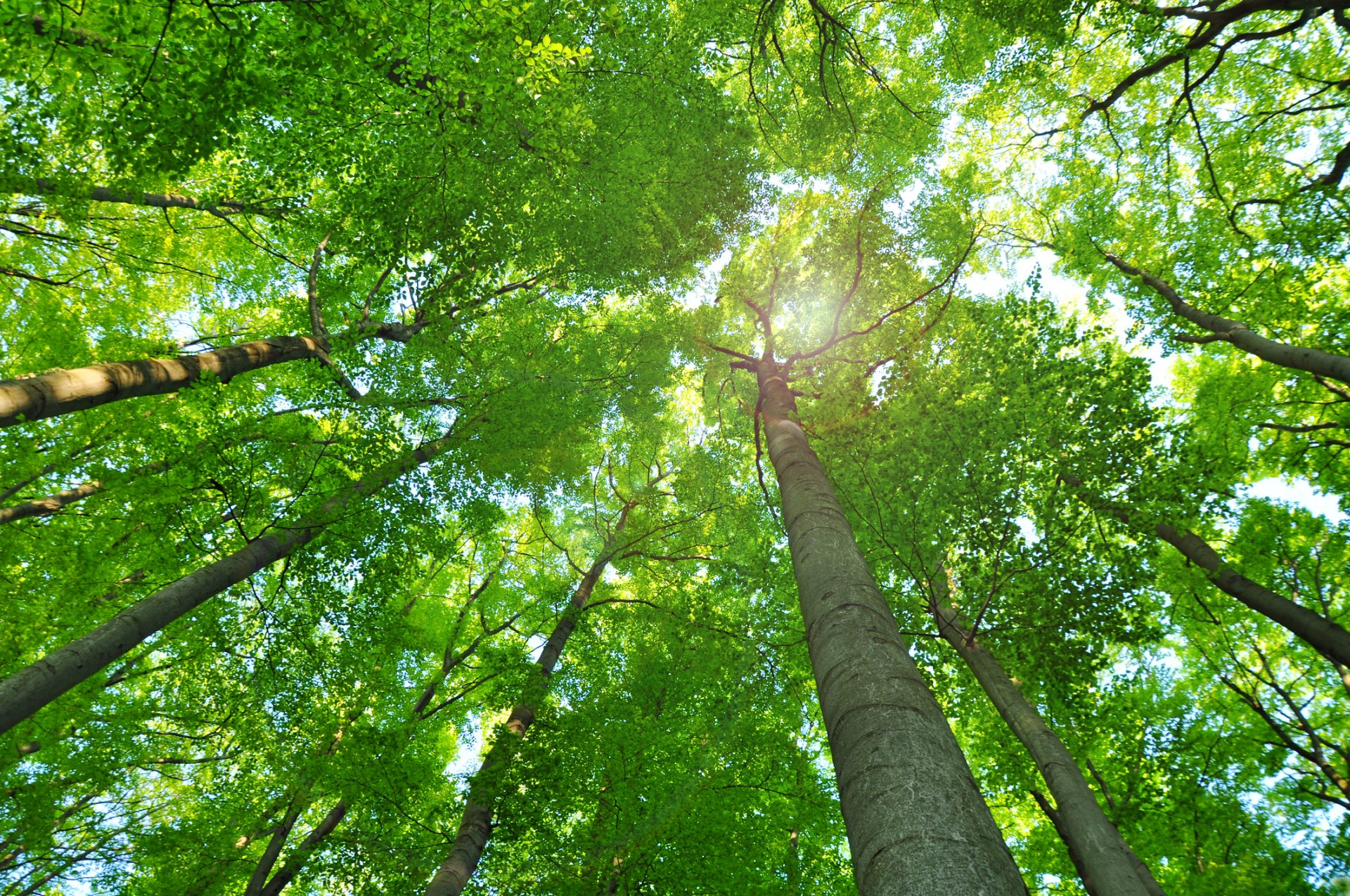 Mais de 38% das espécies de árvore em risco de extinção