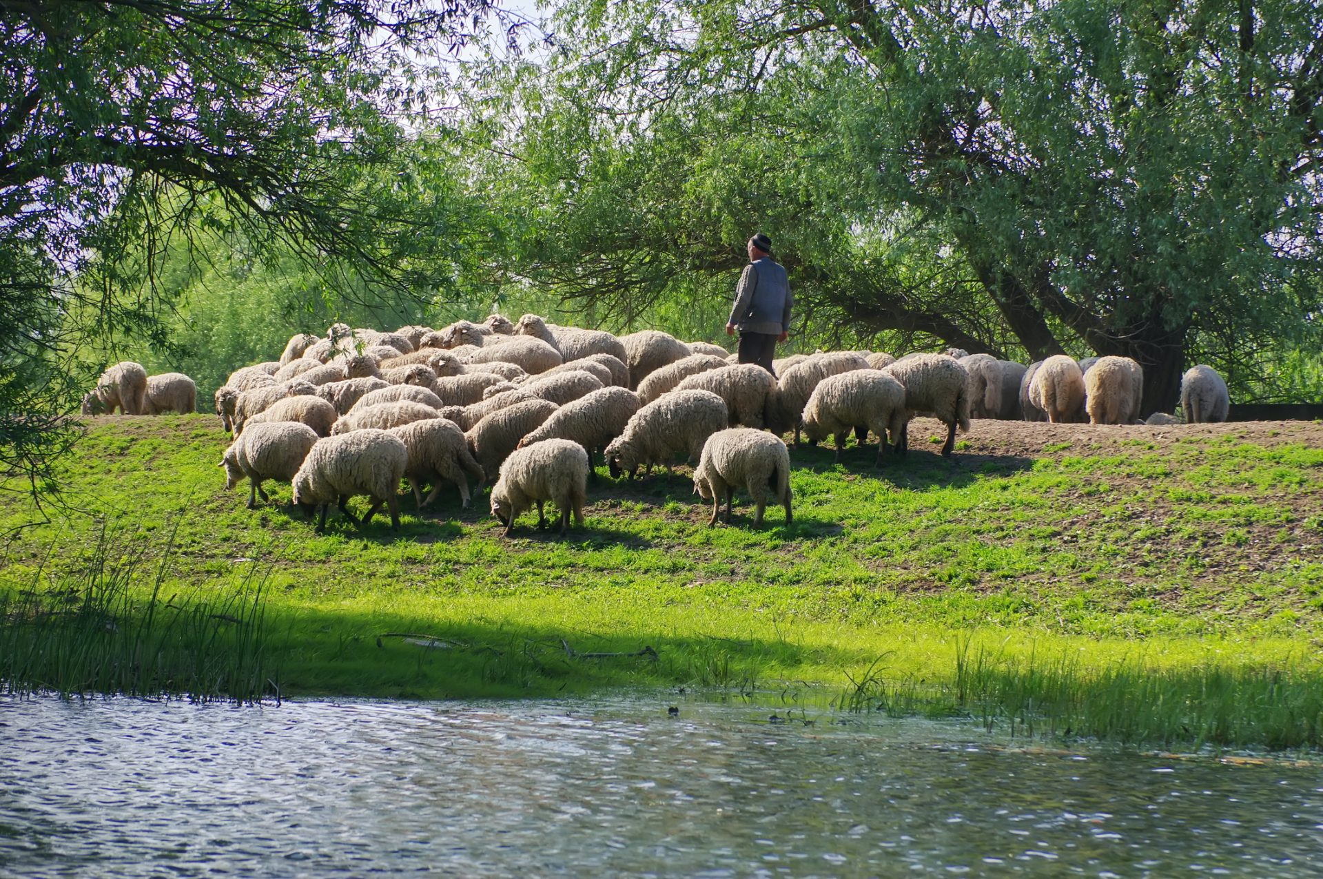 Quase 2 mil animais perderam a vida devido à febre catarral ovina