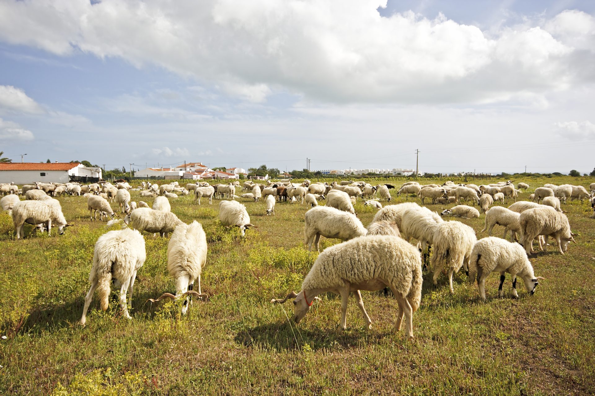 Ministro apela a agricultores para notificarem mortes de animais por língua azul