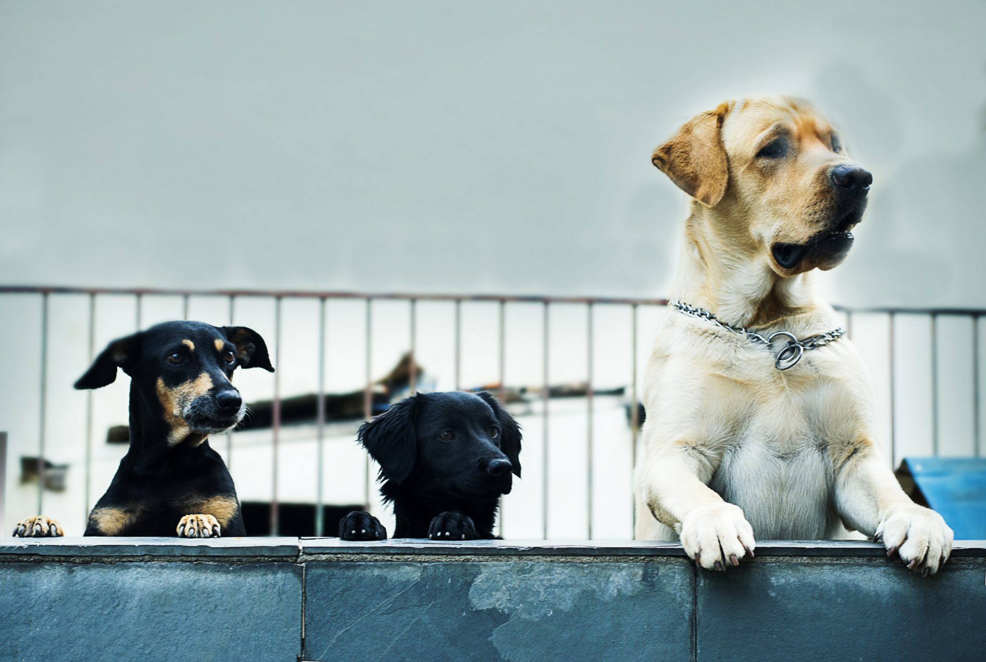 Canil suspende adoção de animais até janeiro para evitar “decisões impulsivas”