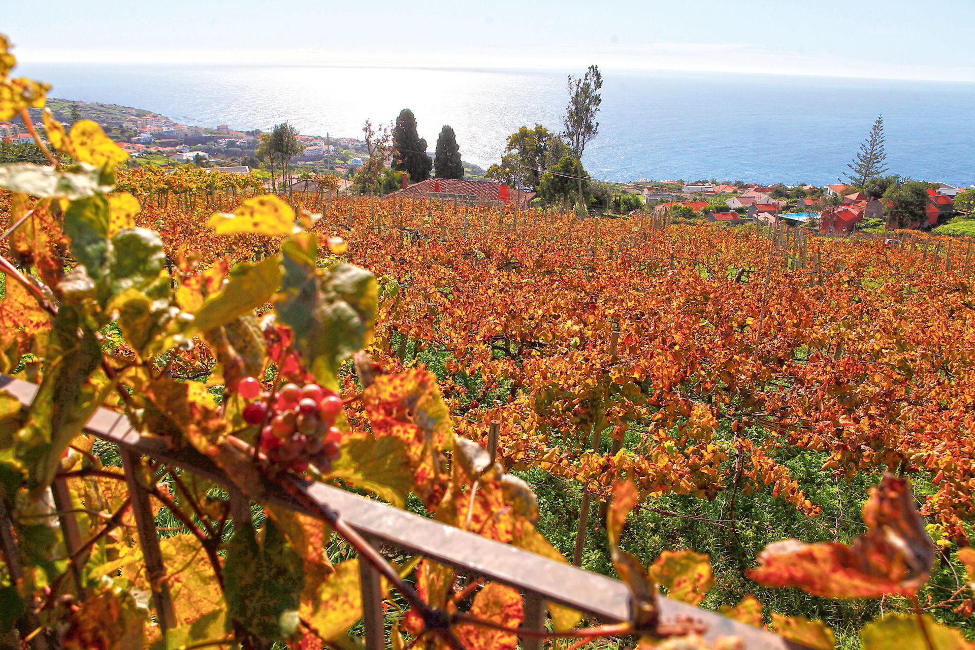 Madeira. A pérola do Atlântico com encantos sem fim