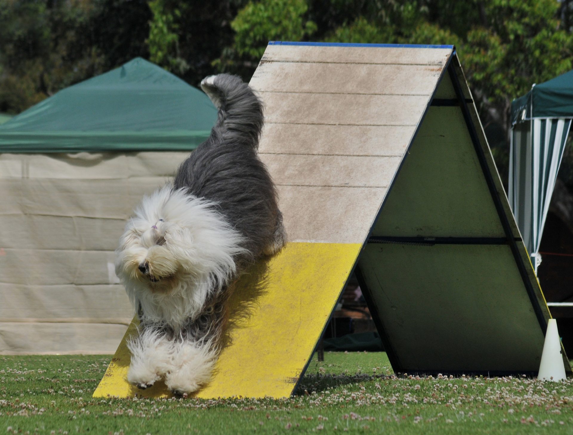 Agility. Milhares de participantes nos mundiais de Abrantes