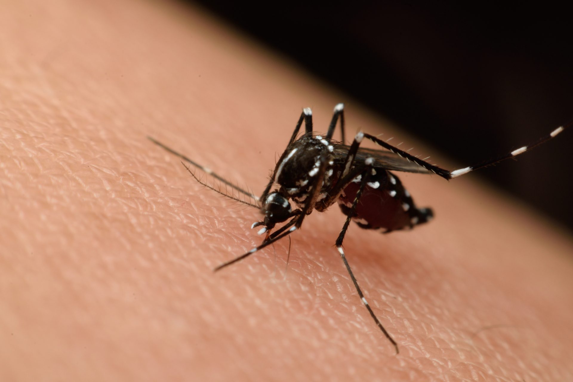 Madeira. Duas pessoas sinalizadas em janeiro com dengue