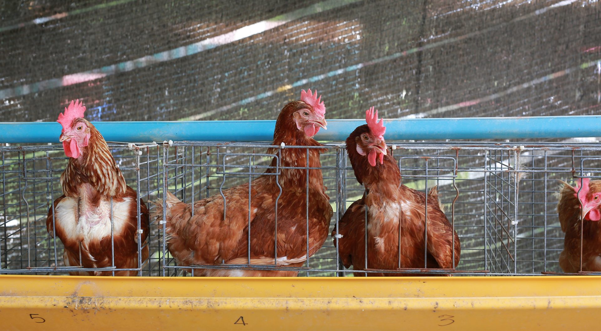 Ministro revela que Portugal tem atualmente nove focos de gripe das aves